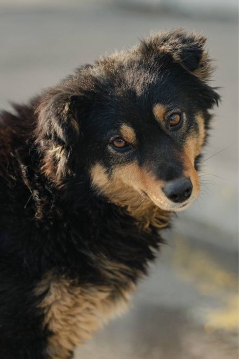 Собака в добрые руки