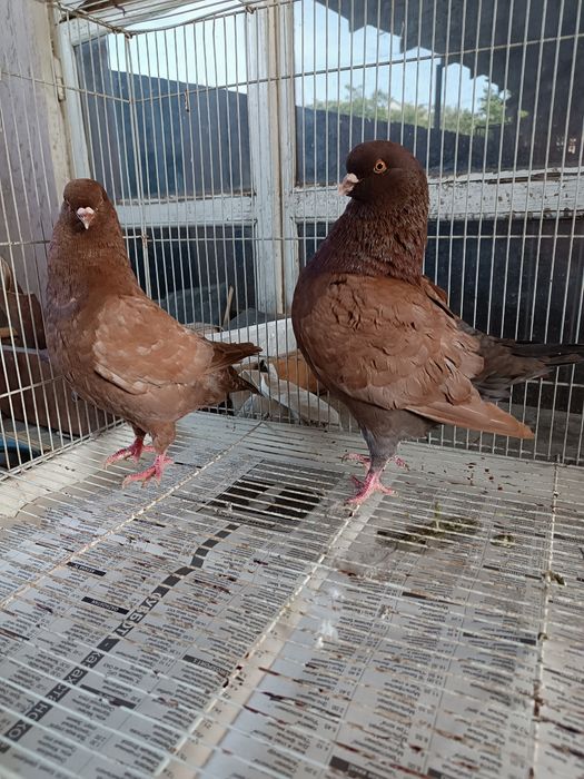 Готовая пара моден