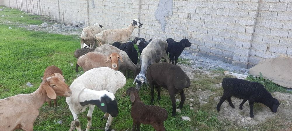 Qoy sotiladi ona bola xammasi