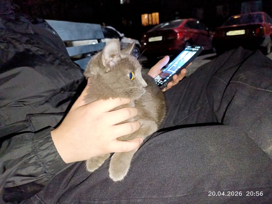 Домашняя кошка потеряшка