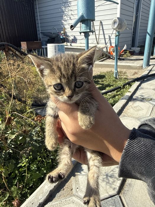 Отдам в добрые руки!