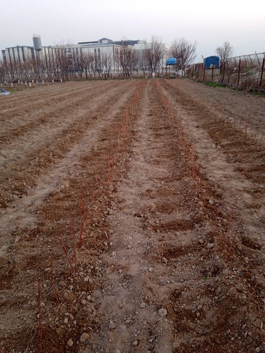 Tomchilab sugorish palifka xizmati