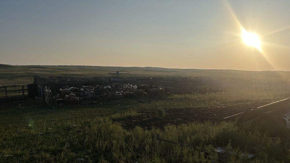 Продам крестьянское хозяйстсо