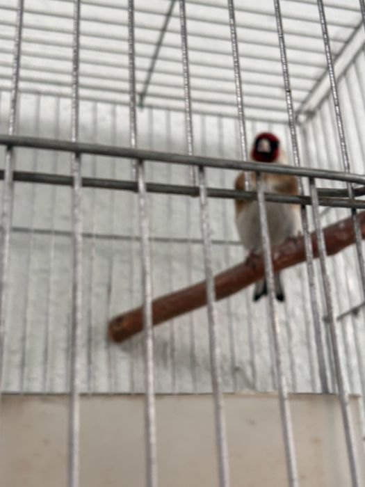 Kokil qushlar sotiladi 3 ta srochno tel qilila