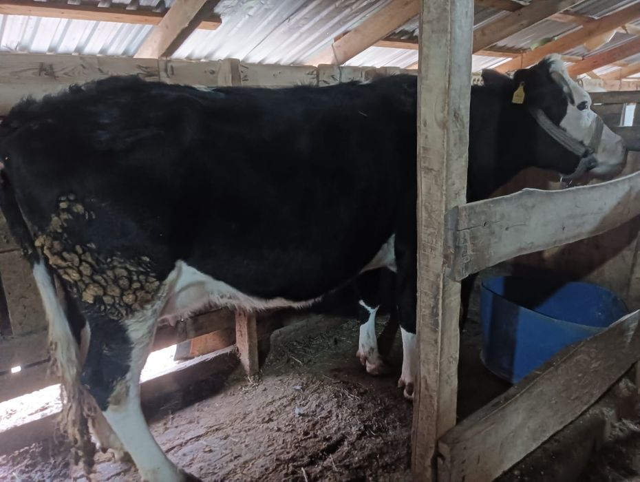 Сауын сиыр чернопёстрый.