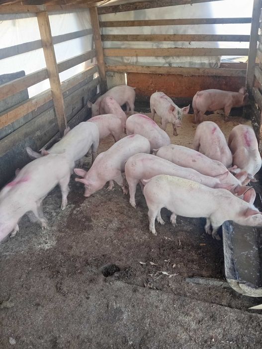 продавам.малки прасета