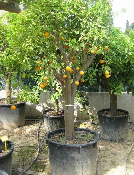 Portocal Altoit La Ghiveci Maracineni • OLX.ro