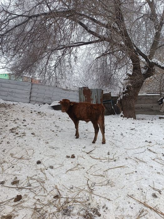 Продам быка бык.