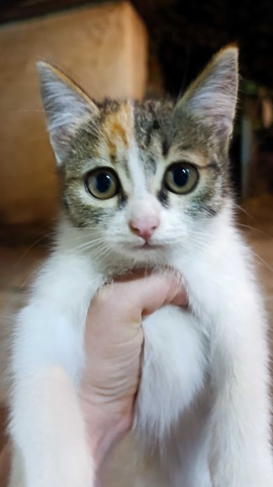Котята от мамы крысылова