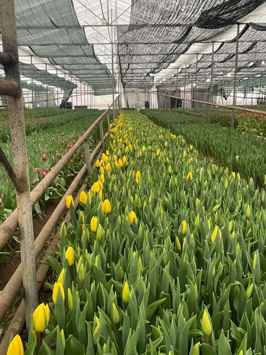 Тюльпаны оптом Шымкент