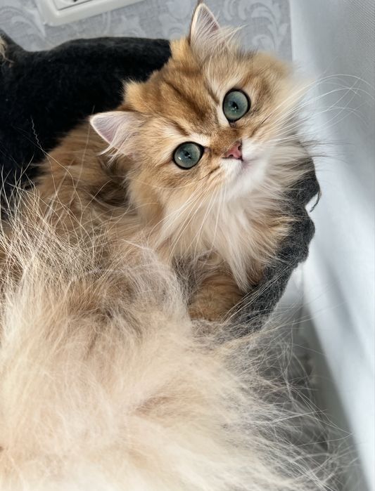 Pisica british longhair golden cu pedigree