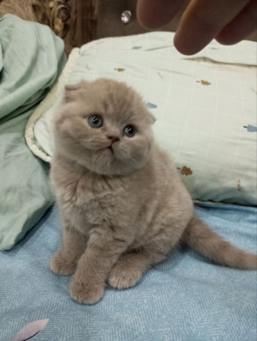 мушукча скотиш фолд