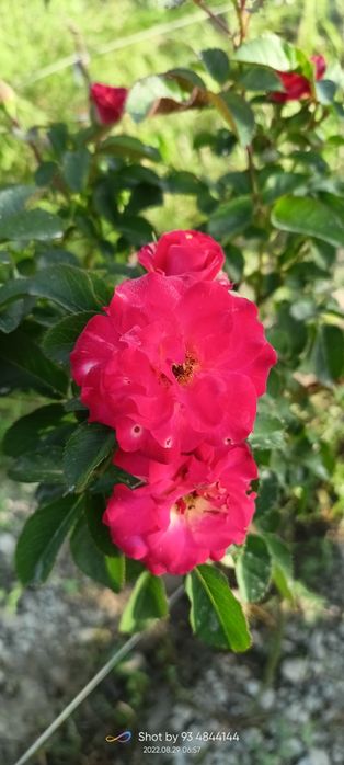 Shtampoviy atirgullar