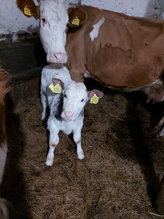 Vițea belga de vânzare