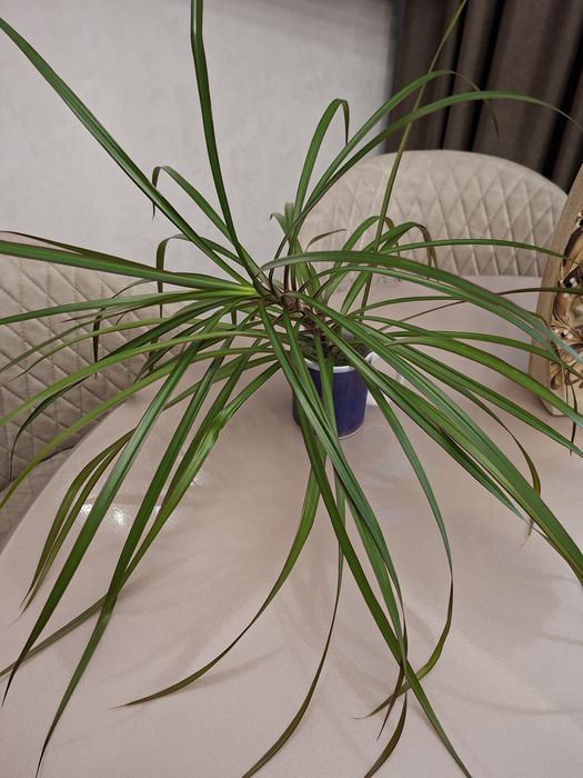 Отросток драцены