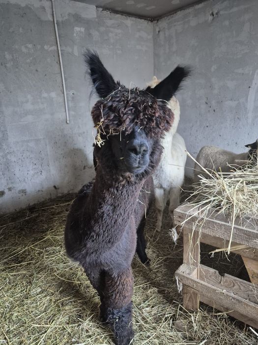 Vând lama Alpaca