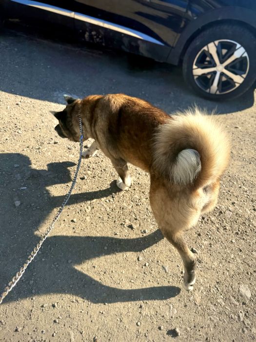 Америкаска акита кученца мъжки и женски