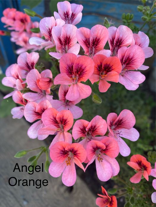 Черенки пеларгонии укорененные