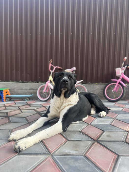 пропала собака Алабай