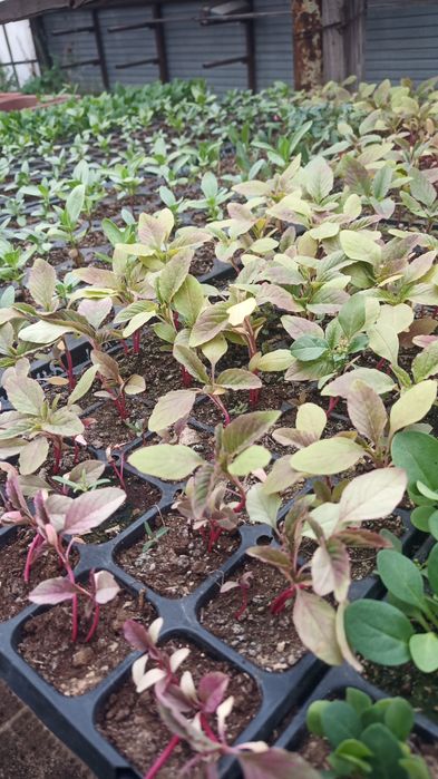 Цветы рассада бархатцы и др.