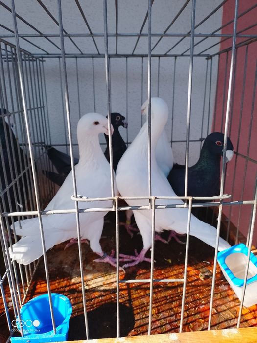 Voiajori germani de frumusete