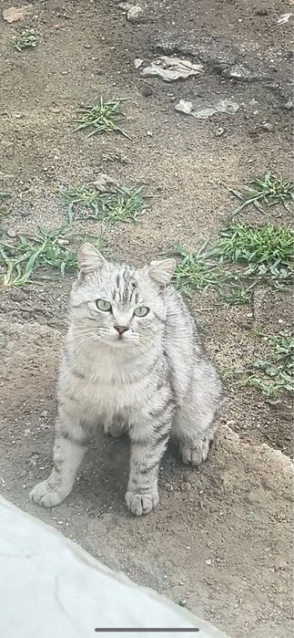 Британцы котята бронь