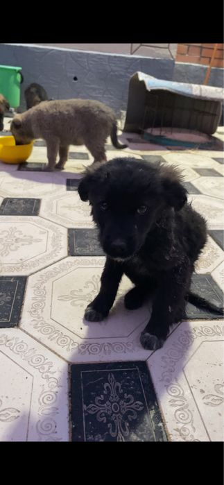 Отдам щенят в добрые руки