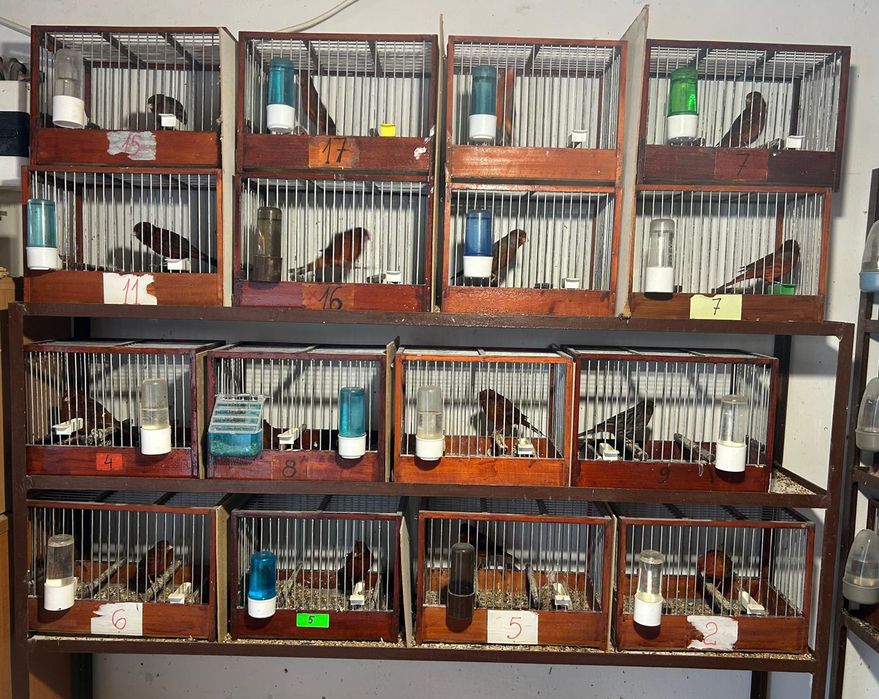 Vand Canari si Papagali si Micul Alexander 100-150 Canari, 35Papagali