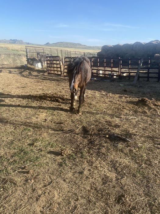 Продам мерина ат сатам