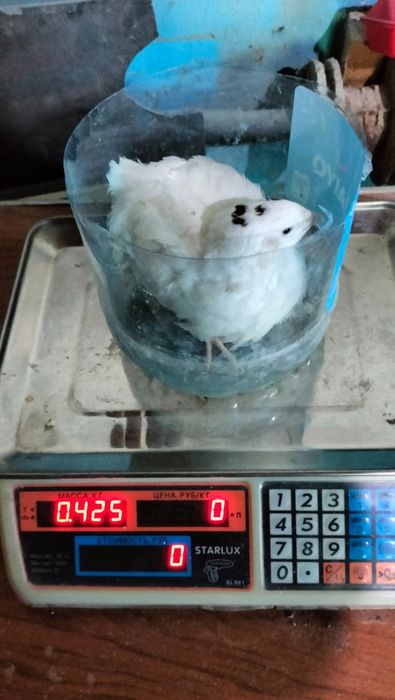 Инкубационные яйца