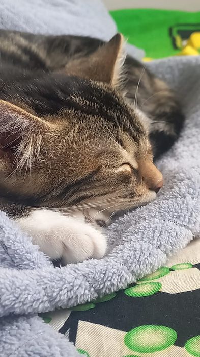 Отдам котенка даром