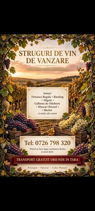 Struguri de vin ce-a mai buna calitate