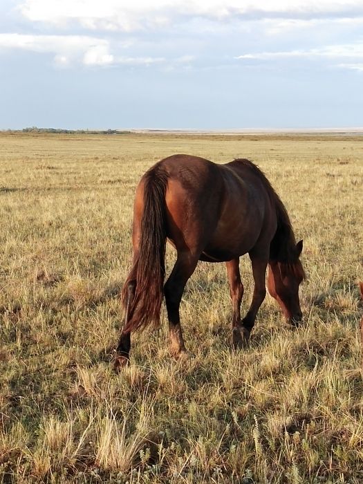 Продам кобылу жирную