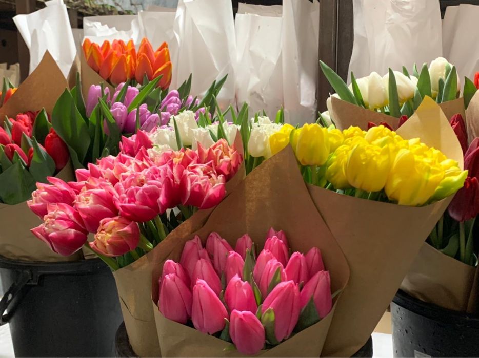 Тюльпаны мелкий и крупный опт