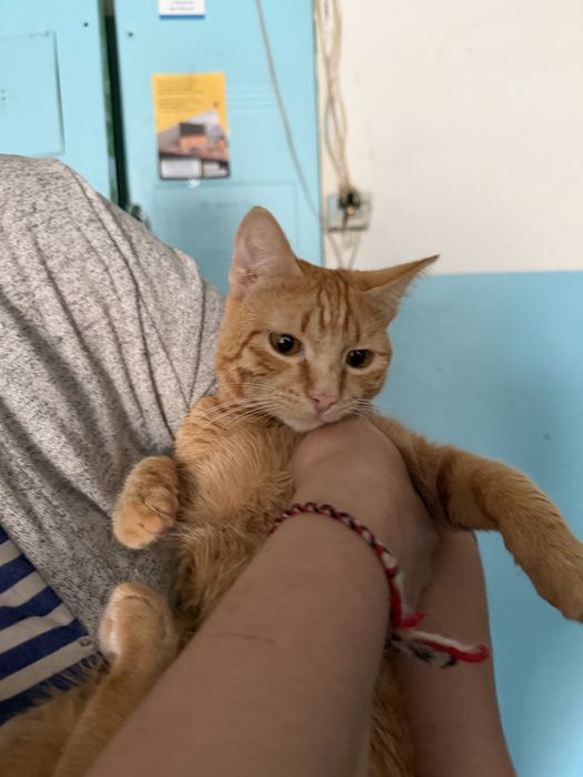 Кот РЫЖИК ищет семью. Кастрирован
