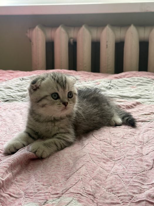 Котонек скоттиш фолд