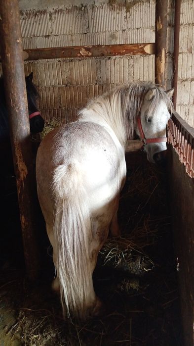 Vand ponei mini gipsy