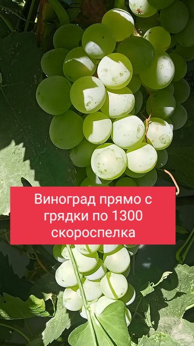 Виноград домашний прямо с грядки