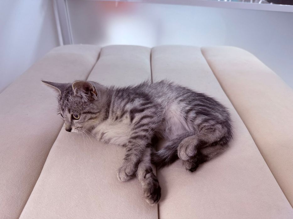 Котенок,мальчик 3 мес.