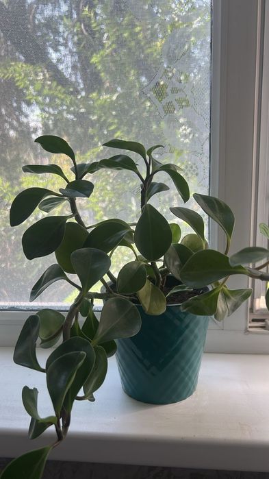 Комнатные цветы ...