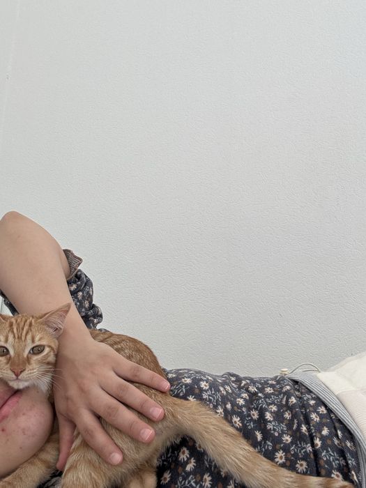 Кошка 6 месяцев