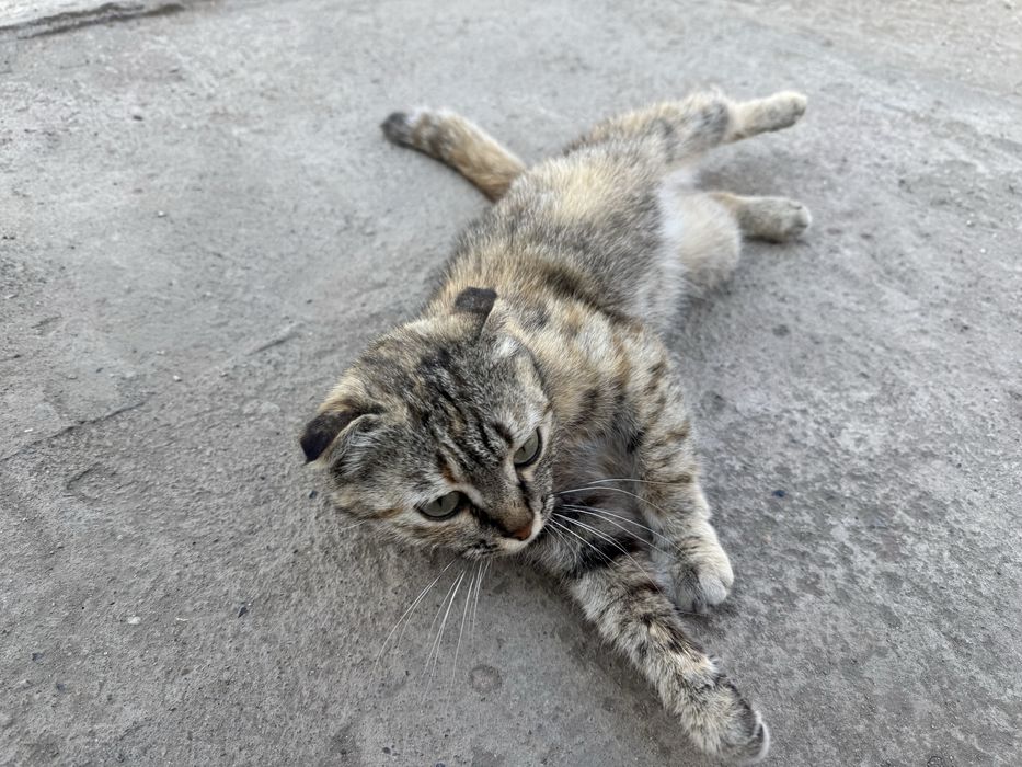 Отдам котёнка в добрые руки