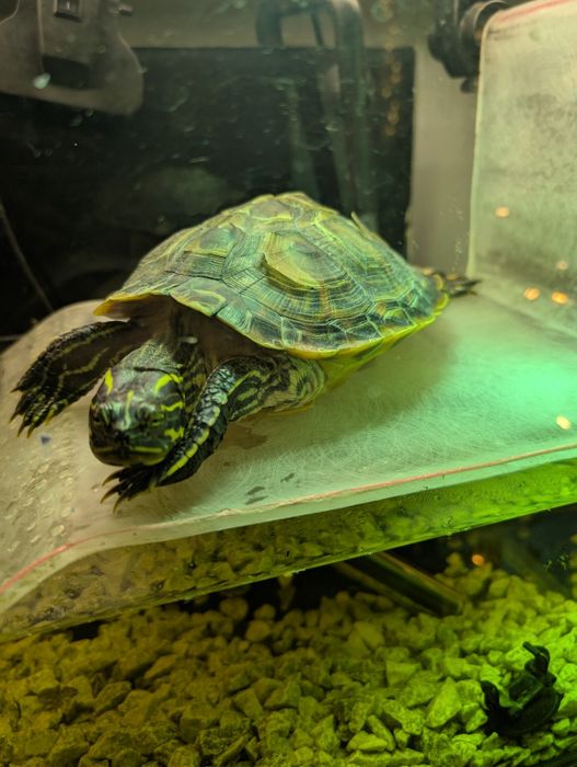 2 Broaște țestoase