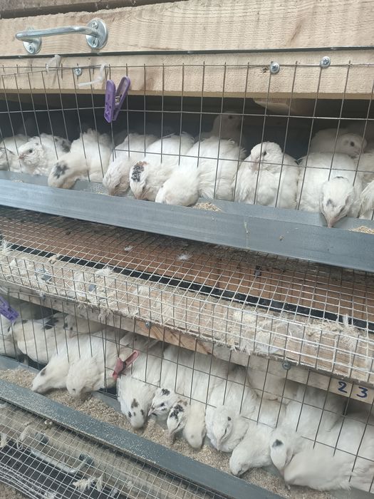 Продам яйцо инкубационое перепелиное