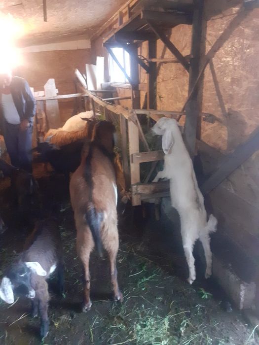 De vanzare capre si iezi  rasa anglo nubian