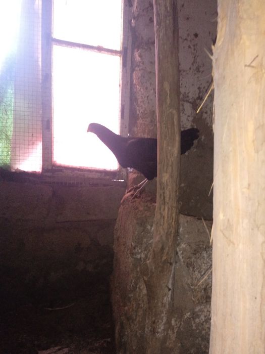 Xonaki,jaydari tovuqlar sotiladi. 7 ta 2ta xuroz 5 ta makiyon