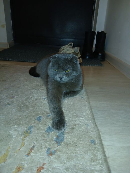 Британский кошка