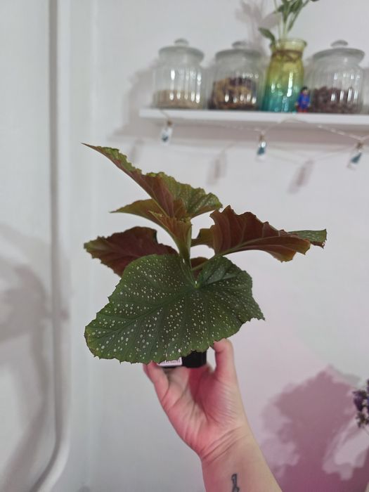 Продам комнатное растение - Бегония