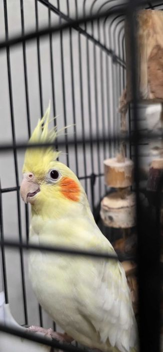 Продам попугая Корелла