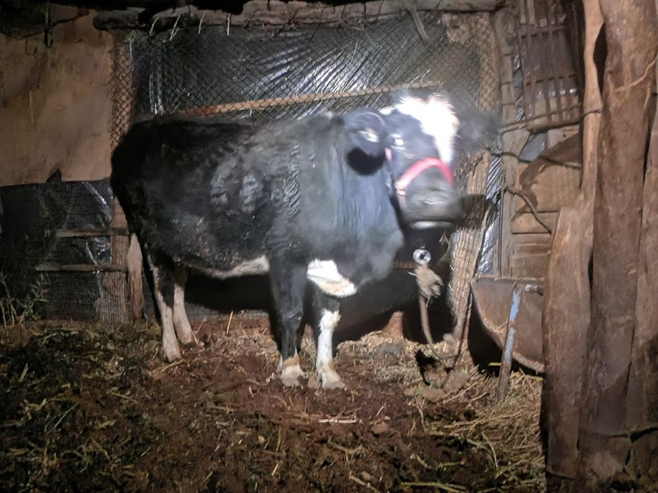 Sigir 3-qorin, bug‘o‘z 7 oylik